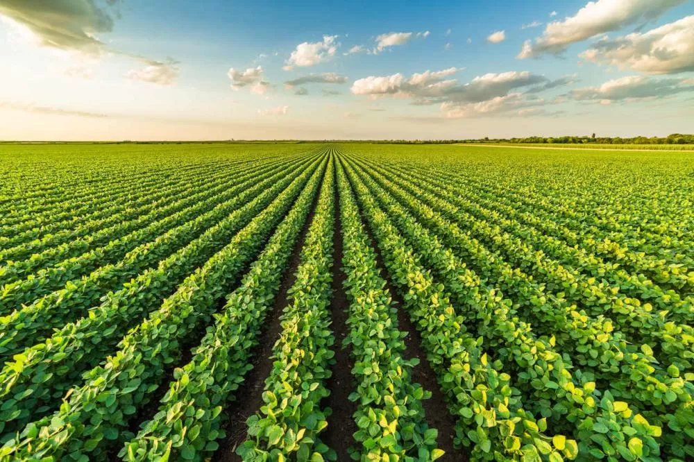 Condições climáticas preocupam produtores de MT e safra de soja é reavaliada