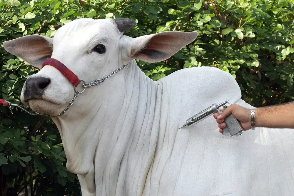 MT confirma o 22º caso de raiva bovina em propriedade rural