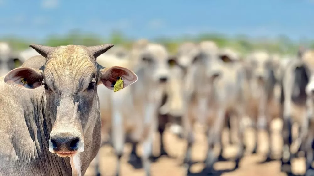 Mato Grosso registra aumento de 18,2% no abate de bovinos e mantém crescimento no setor pecuário, segundo IBGE
