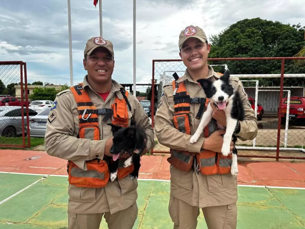 Corpo de Bombeiros investe em mais dois cães para reforçar operações de busca e resgate