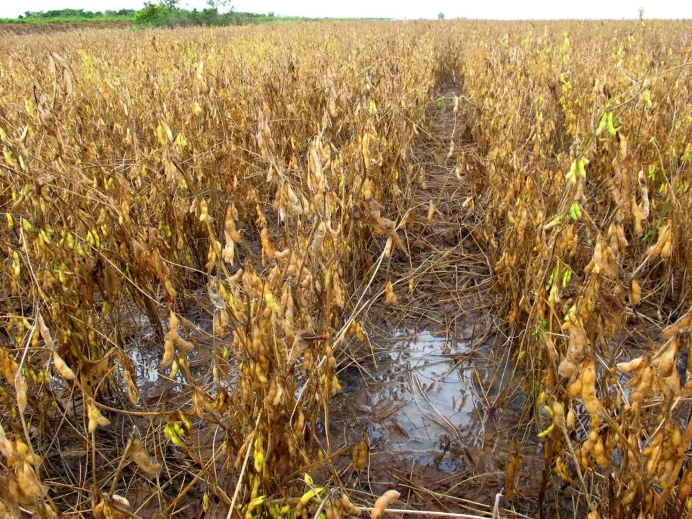 Chuvas intensas comprometem a colheita da soja e geram prejuízos para produtores em MT