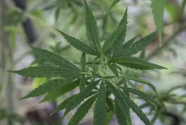 STF mantém decisão sobre porte de maconha para uso pessoal