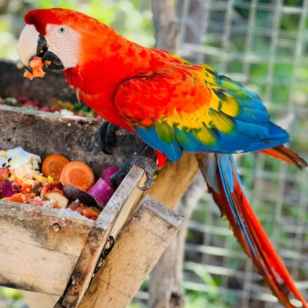 Sema abre cadastro para quem deseja ser guardião de animais silvestres; saiba como se inscrever