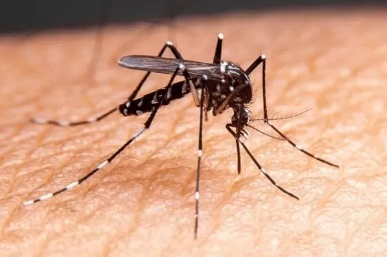 Casos de chikungunya disparam e mortes já igualam todo 2024 no estado