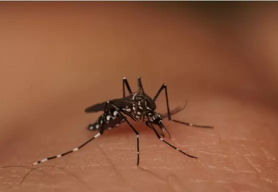 Com casos de dengue em alta, município de MT decreta situação de emergência