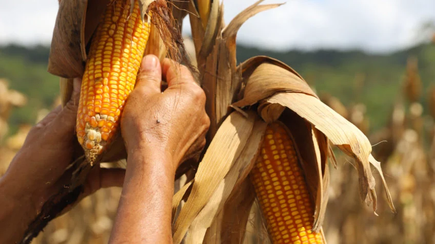 Oferta de milho ressurge em alguns estados, mas preços registram boa valorização em março