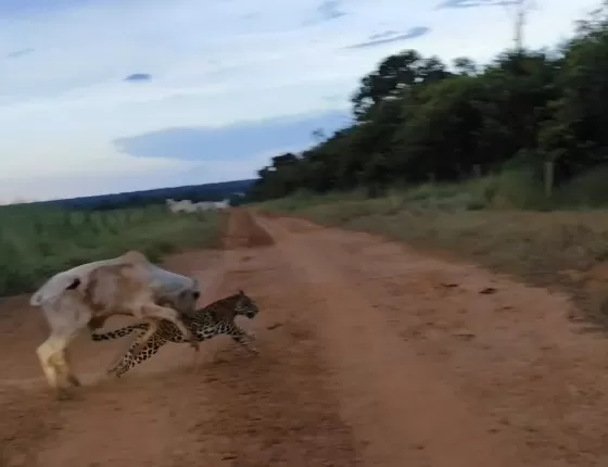 Produtor flagra onça atacando bezerro, dá um berro e salva novilho