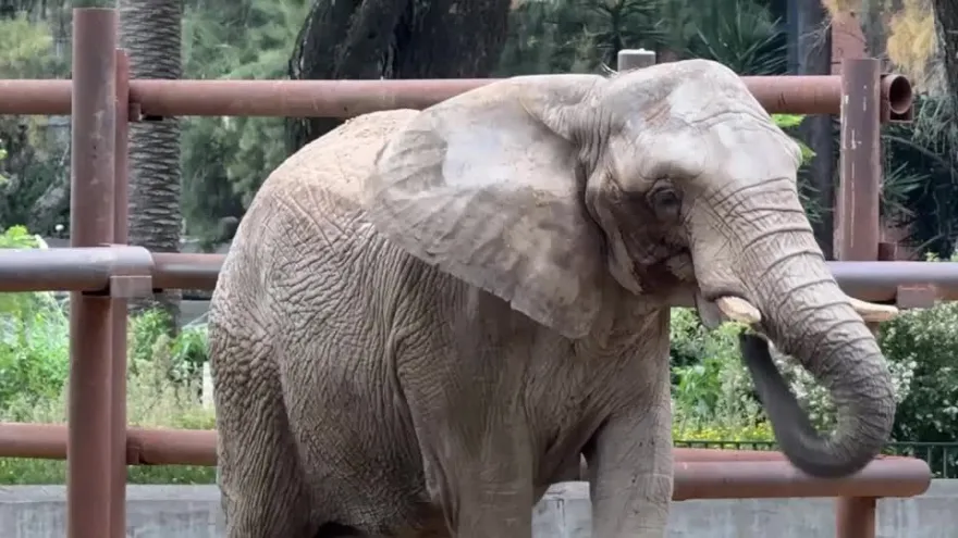 Pupy: após 56 dias, primeira elefanta africana chega ao santuário de MT