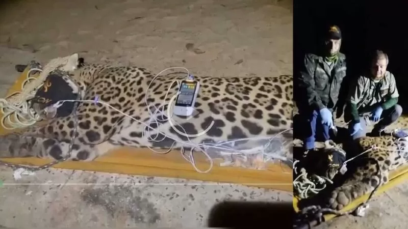 Onça que devorou caseiro no Pantanal de MS é capturada