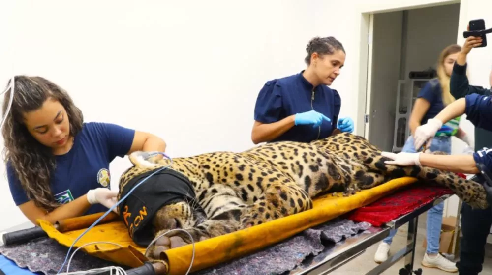 Onça que devorou caseiro não voltará para mata; entenda futuro do animal