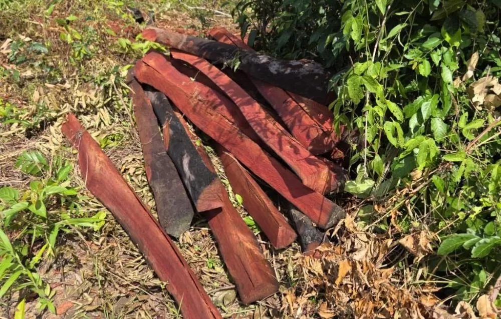 Polícia Civil prende caminhoneiro e apreende carregamento de Pau Brasil ilegal em Confresa