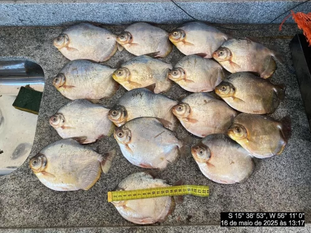 Batalhão Ambiental apreende 20 quilos de pescado irregular e aplica multa de R$ 12 mil