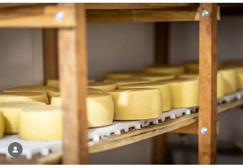 Queijo de MT é finalista em premiação nacional promovida pela CNA