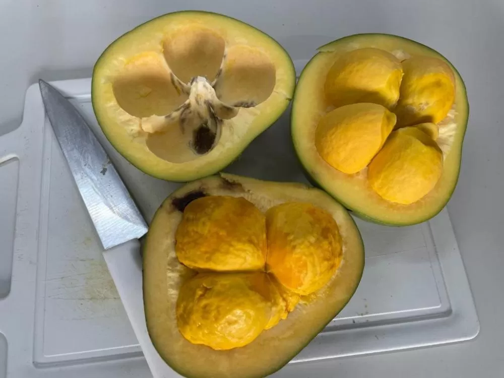 Pesquisadores estudam o potencial do óleo de pequi na cicatrização e regeneração dos tecidos da pele