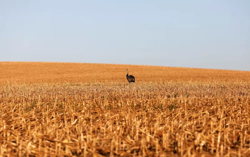 Em meio a críticas do agro, governo lança Plano Safra com crédito mais caro
