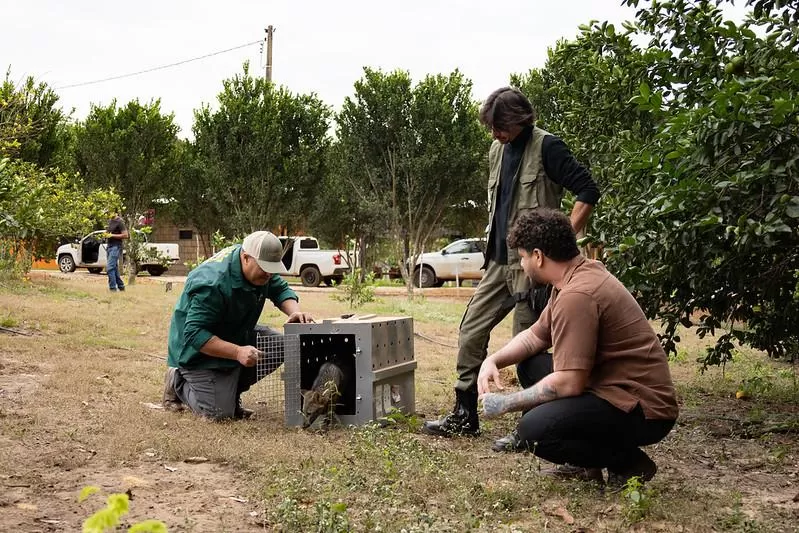 Sema realiza soltura de animais em reserva ecológica no município de São José do Rio Claro