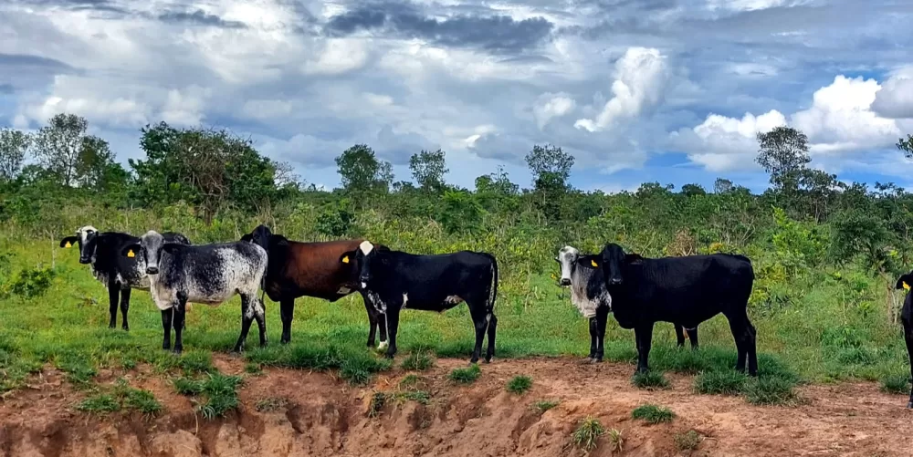  Transferência de embriões eleva produtividade e renda de pequenos produtores de leite em MT