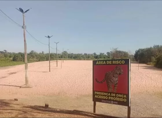 Prefeitura interdita praia após onça ser vista “passeando”