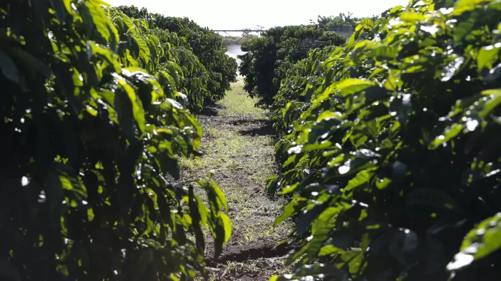 Governo foca em 5 produtos do agro para destinos alternativos aos EUA