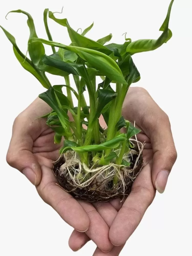 Pesquisa desenvolve mudas de bananeiras com tecnologia in vitro para beneficiar pequenos produtores em MT