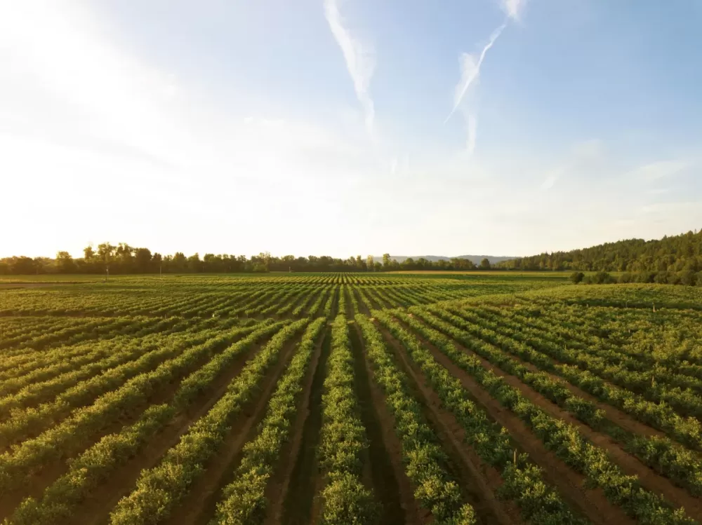 Agro brasileiro ganha espaço no México em meio a tarifaço de Trump