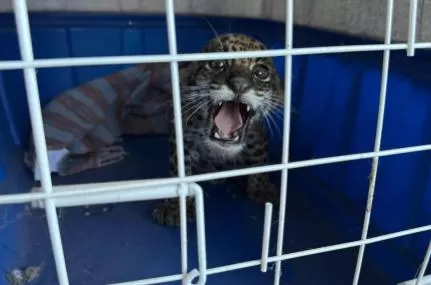 Filhote de onça-pintada é resgatado após aparecer ferido no quintal de sítio em MT