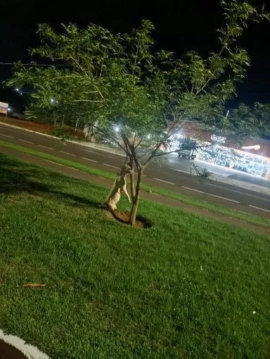 Cachorro Pitbull é achado enforcado em árvore na cidade de Sorriso