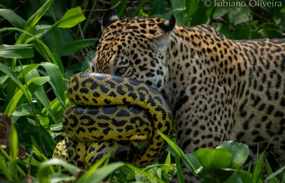 Sucuri se enrola no focinho de onça durante ataque no Pantanal