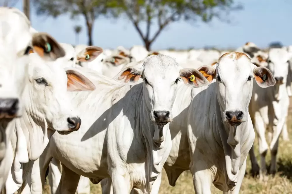 Prazo para atualização do rebanho termina dia 6; atraso impede emissão de GTA