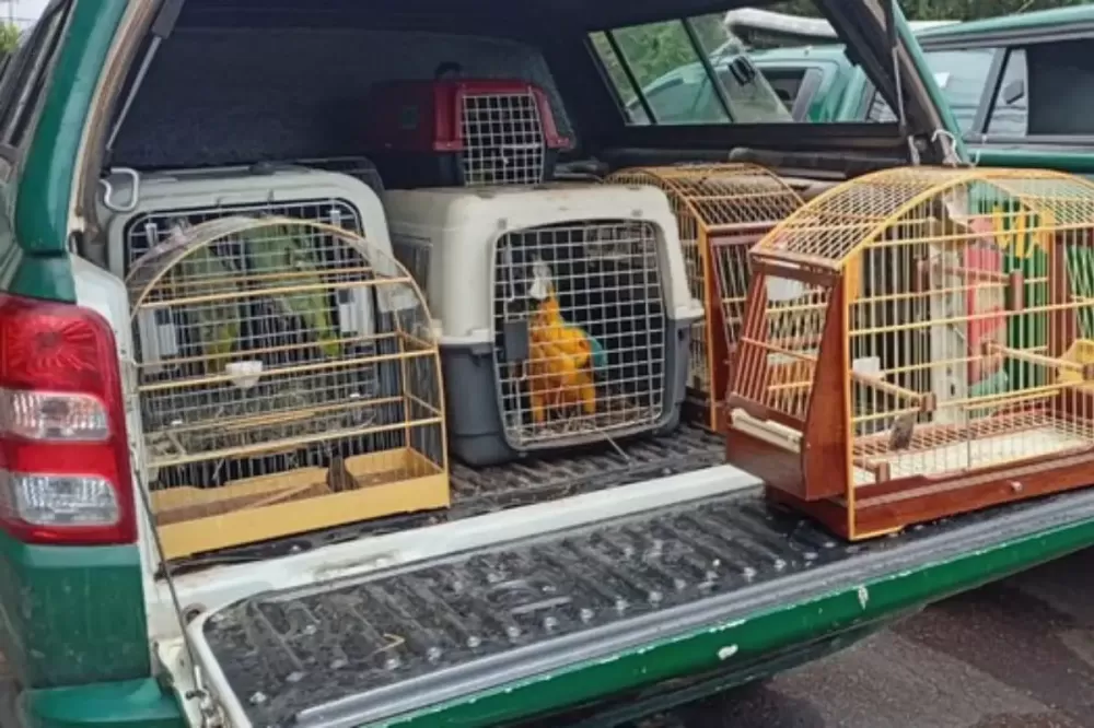 Ibama apreende 59 aves silvestres mantidas em cativeiro em Barra do Garças