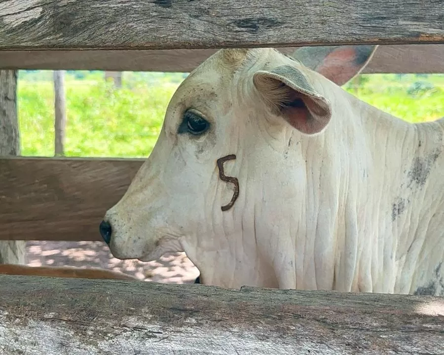 Prazo para vacinação contra brucelose termina no dia 31 de dezembro