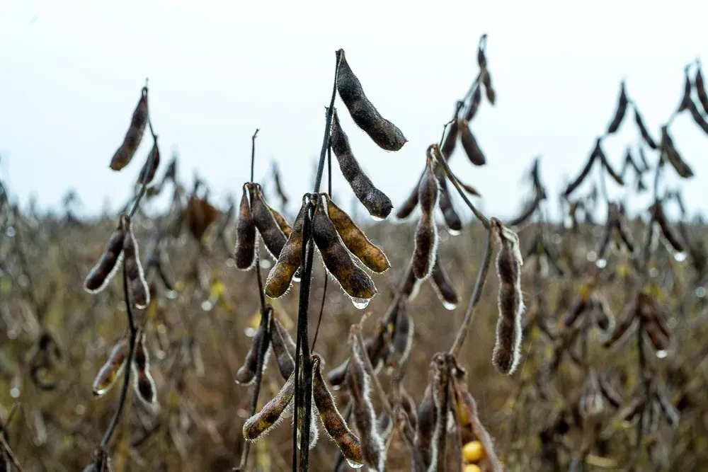 Novas regras para soja favorecem tradings