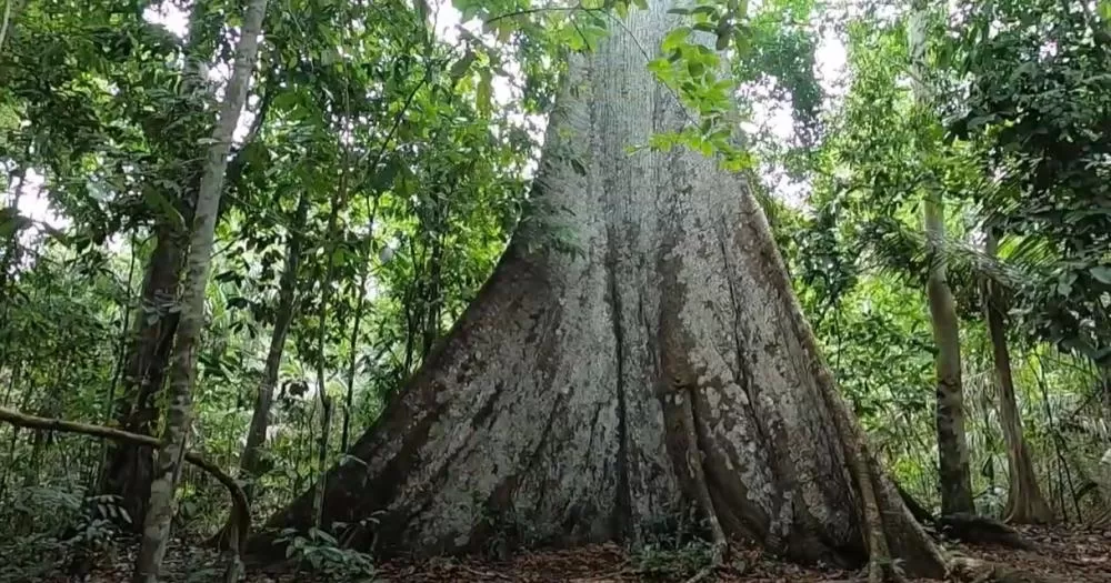 Mato Grosso assina convênio inédito de US$ 100 milhões na Semana do Clima